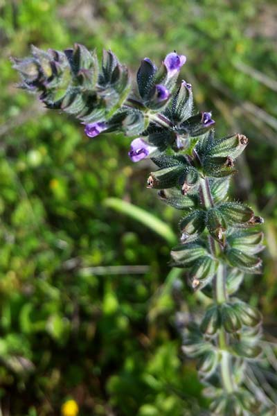 Sauge à feuilles de verveine